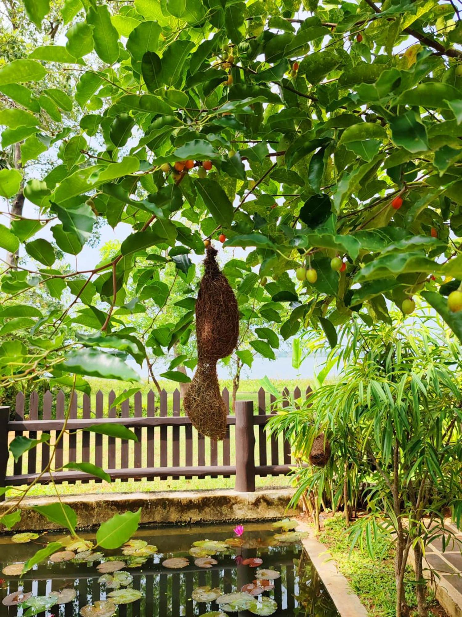 Art Yala Boutique Resort Tissamaharama Kültér fotó