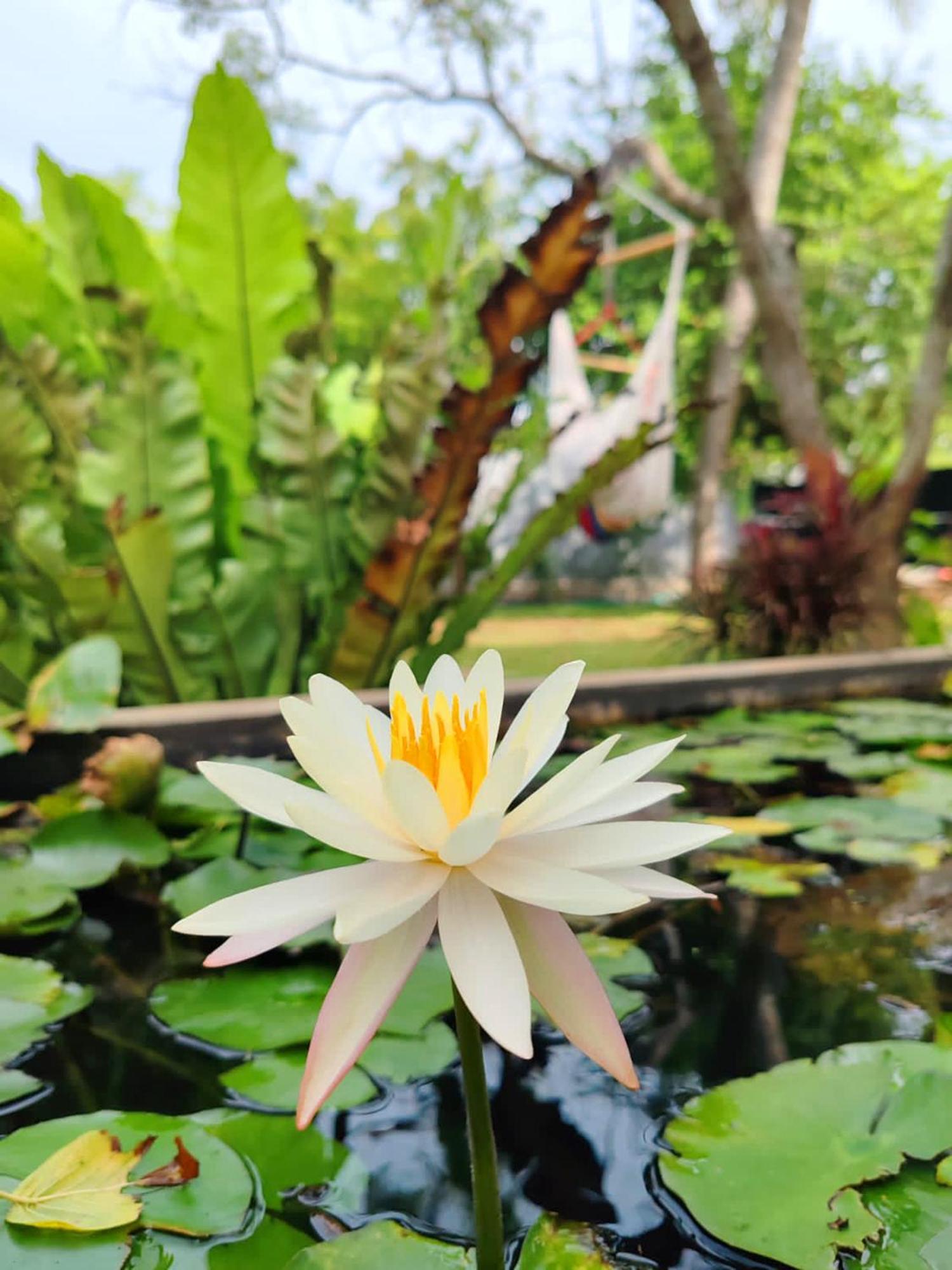 Art Yala Boutique Resort Tissamaharama Kültér fotó